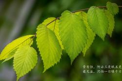 开云体育app-九十分钟的永恒，2026世界杯G组美英大战，加维改写历史的瞬间