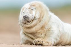 开云体育中国-友谊赛现诡异一幕，哈兰德附体曼联小将，红魔轻取墨西哥豪门