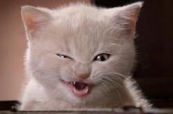 开云体育入口-当F1赛车切开巴林夜色，非洲雄狮的怒吼正在多哈回响