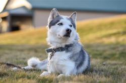 开云体育登录-今夜之后，请叫他奥运会的门卫