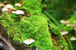 开云体育app-神迹唯一性！哈利伯顿末节超神接管比赛，独行侠强势压制76人