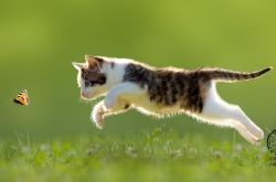 开云体育中国-客串主角，当杰伦·格林的纪录之夜闯入热狼对决