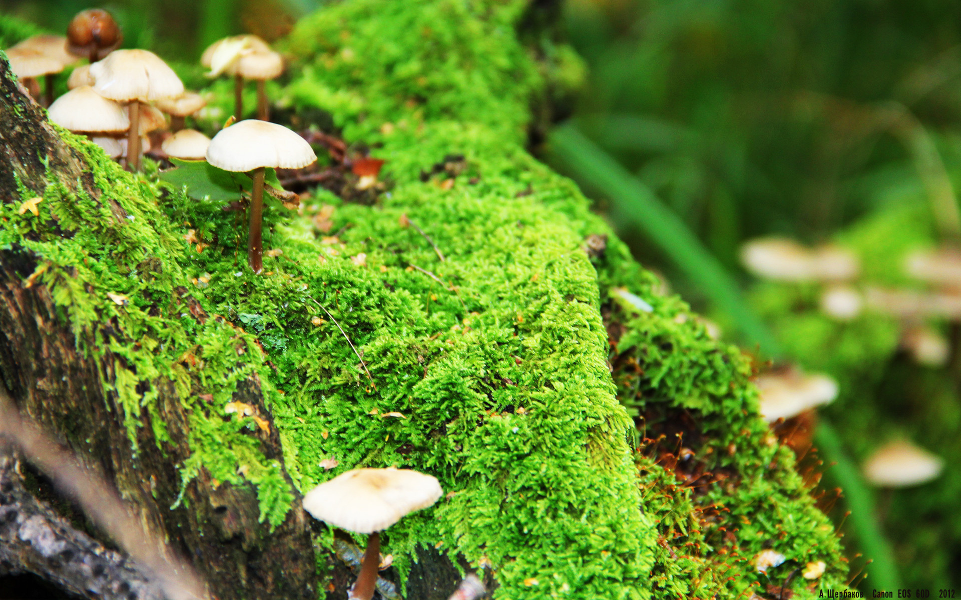 新王加冕!联合杯铁王座下,戴维斯杯的王权黄昏