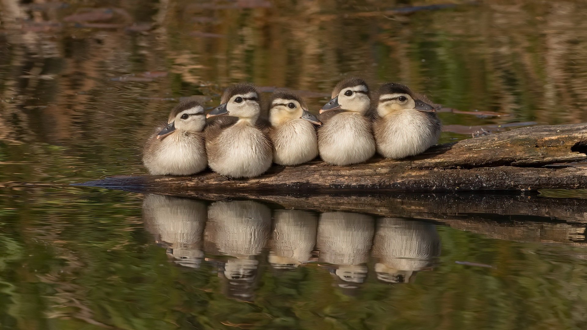 戈贝尔让新疆队篮下变禁飞区，爵士狂胜演绎现代篮球美学