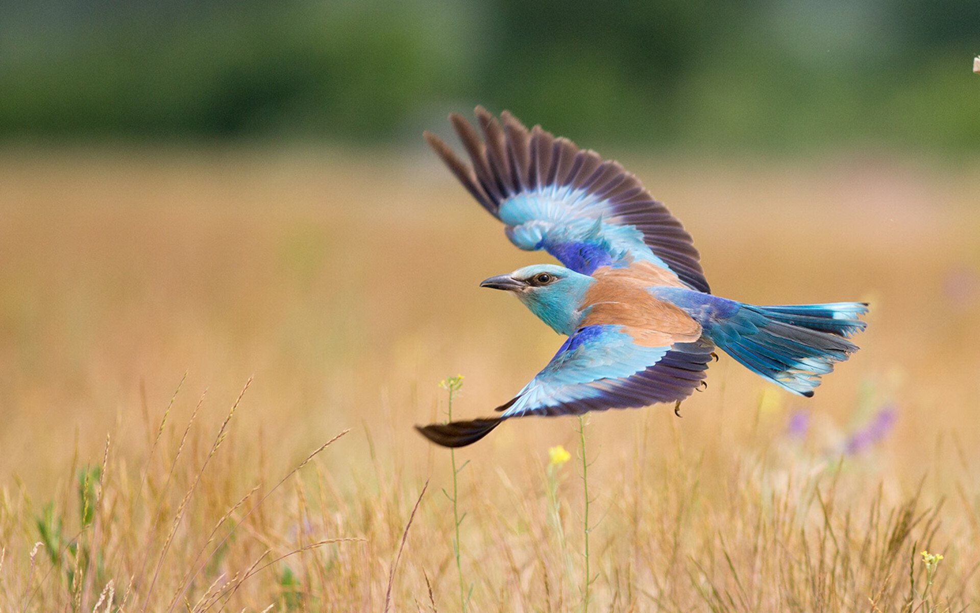 德甲争冠战之夜,破晓之前的回响—莱万将沉默化为惊雷