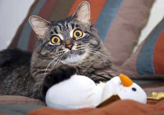 穿错球衣的英雄,阿圭罗瑞士制胜记