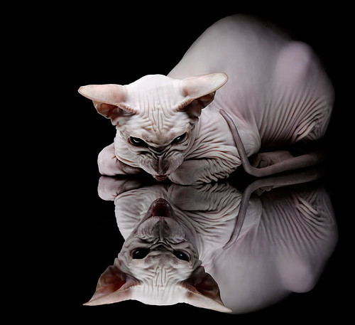 北欧风暴席卷西班牙，芬兰战术制霸马德里竞技，弗拉霍维奇帽子戏法主宰胜负走向