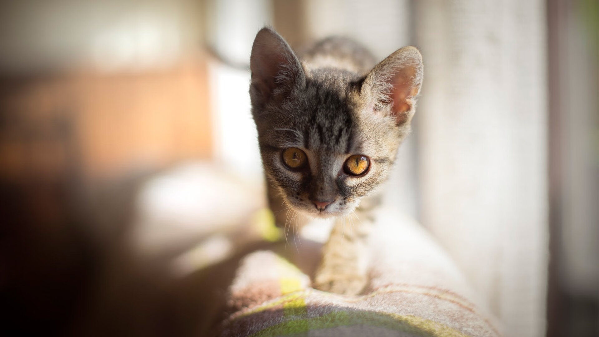 在赛车引擎咆哮中，他投出了决胜三分