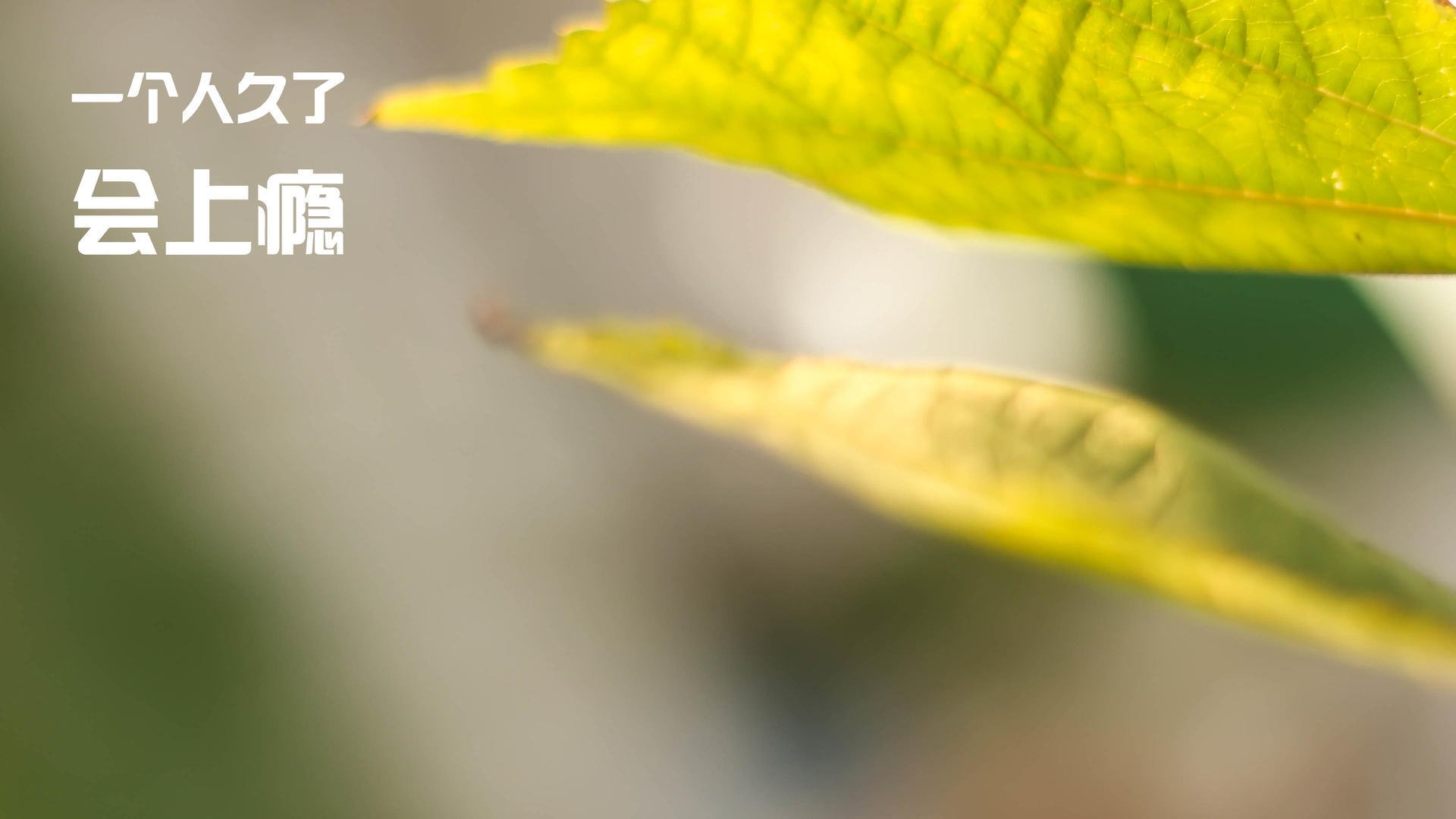 橙衣军团的利剑，卡马文加高光助荷兰战胜美国问鼎