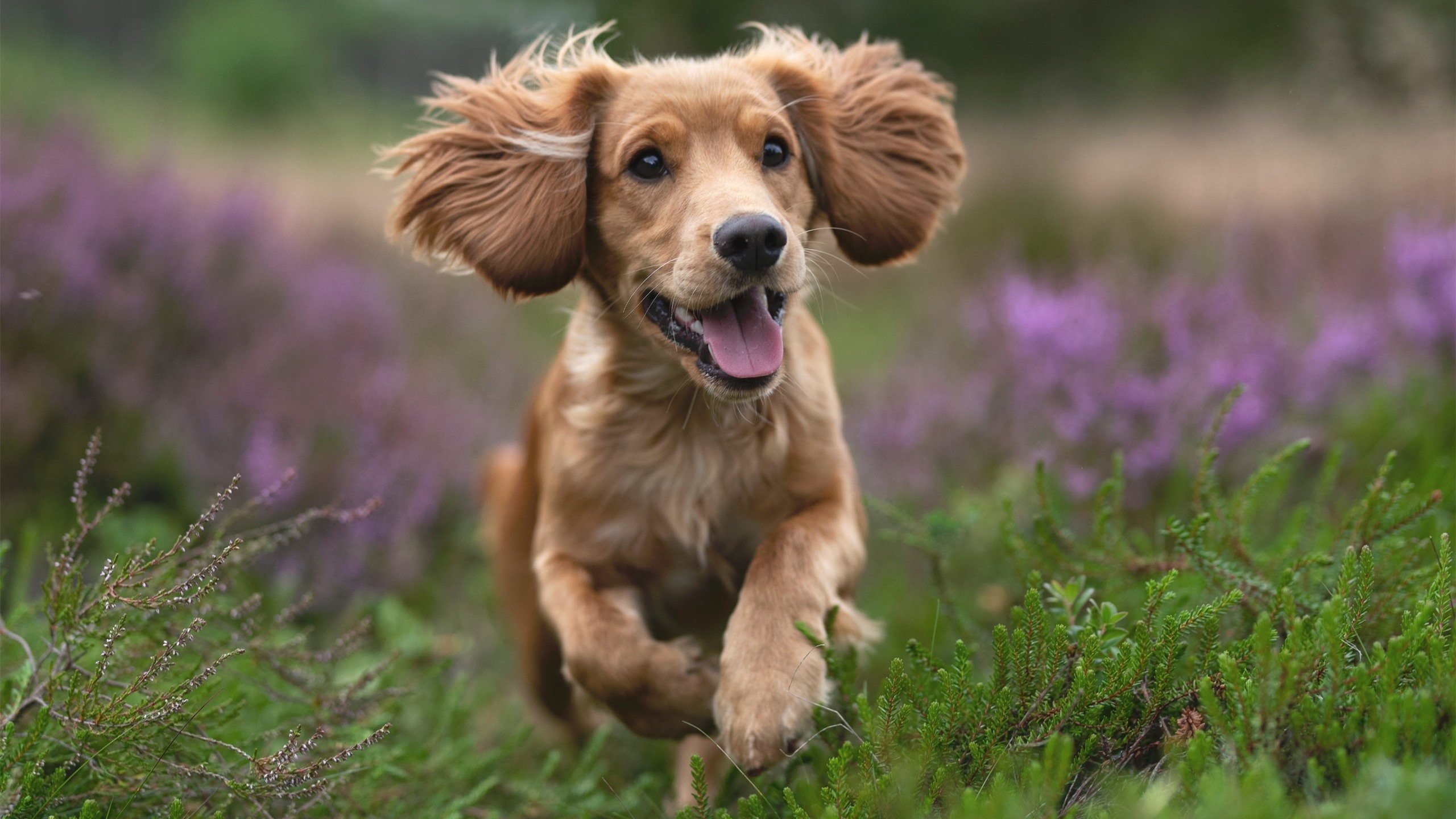 绿茵地缘政治,卡塞米罗的中场遏制如何隐喻一场跨越大西洋的美国式粉碎