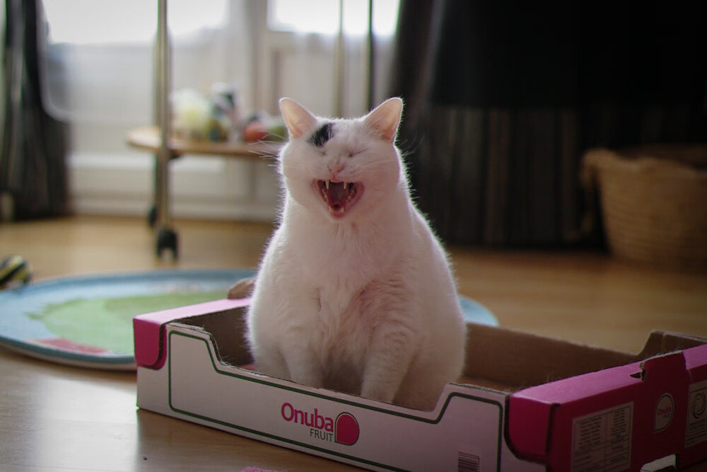 北欧神话续写，厄德高在奥运前夜的冰与火接管—当挪威的寒刀割裂蓝黑之梦