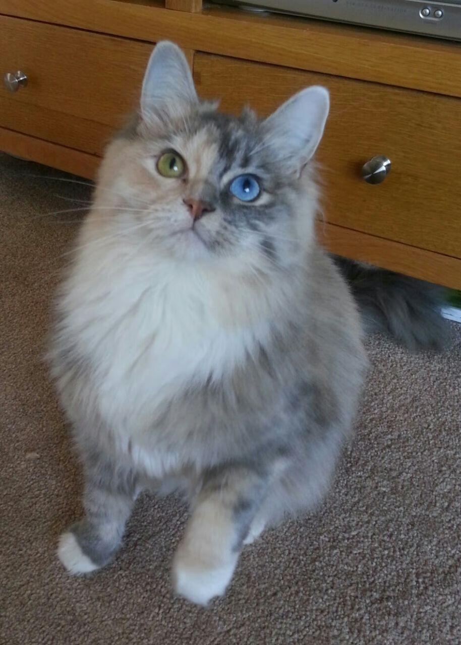 终结者,孟菲斯的利爪与萨拉热窝的接管