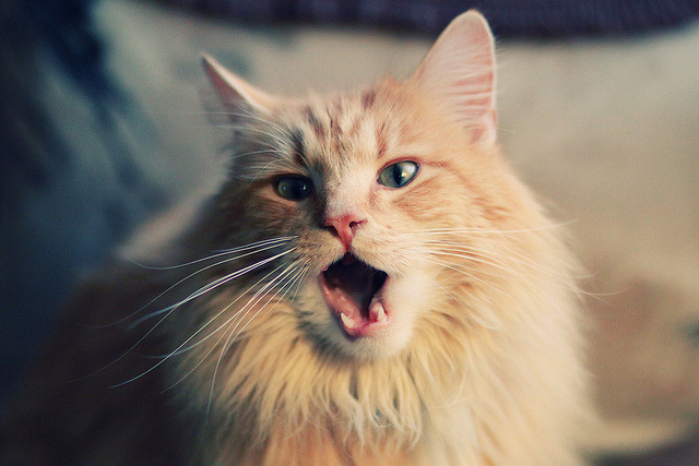 蓝色多瑙河上的里程碑,当奥地利拿下澳大利亚,李刚仁在琴键上奏响百场华章