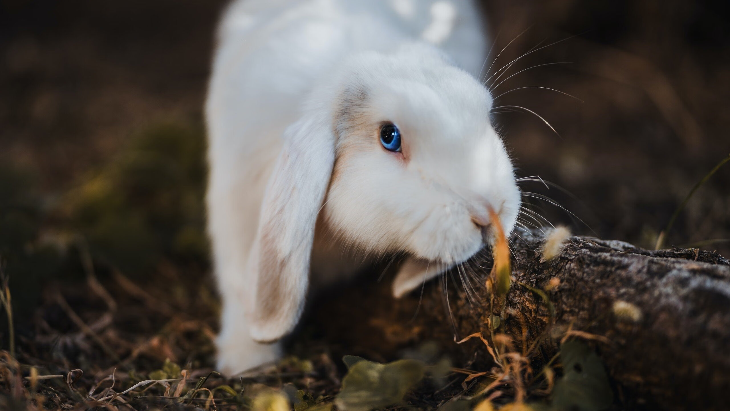 球场鬼火亮起时，加维用燃烧的右脚写下了争冠神话