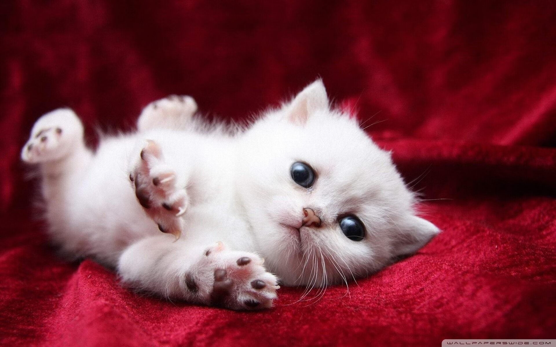 1.冰与火之歌,班凯罗总决赛首秀,改写历史的一夜