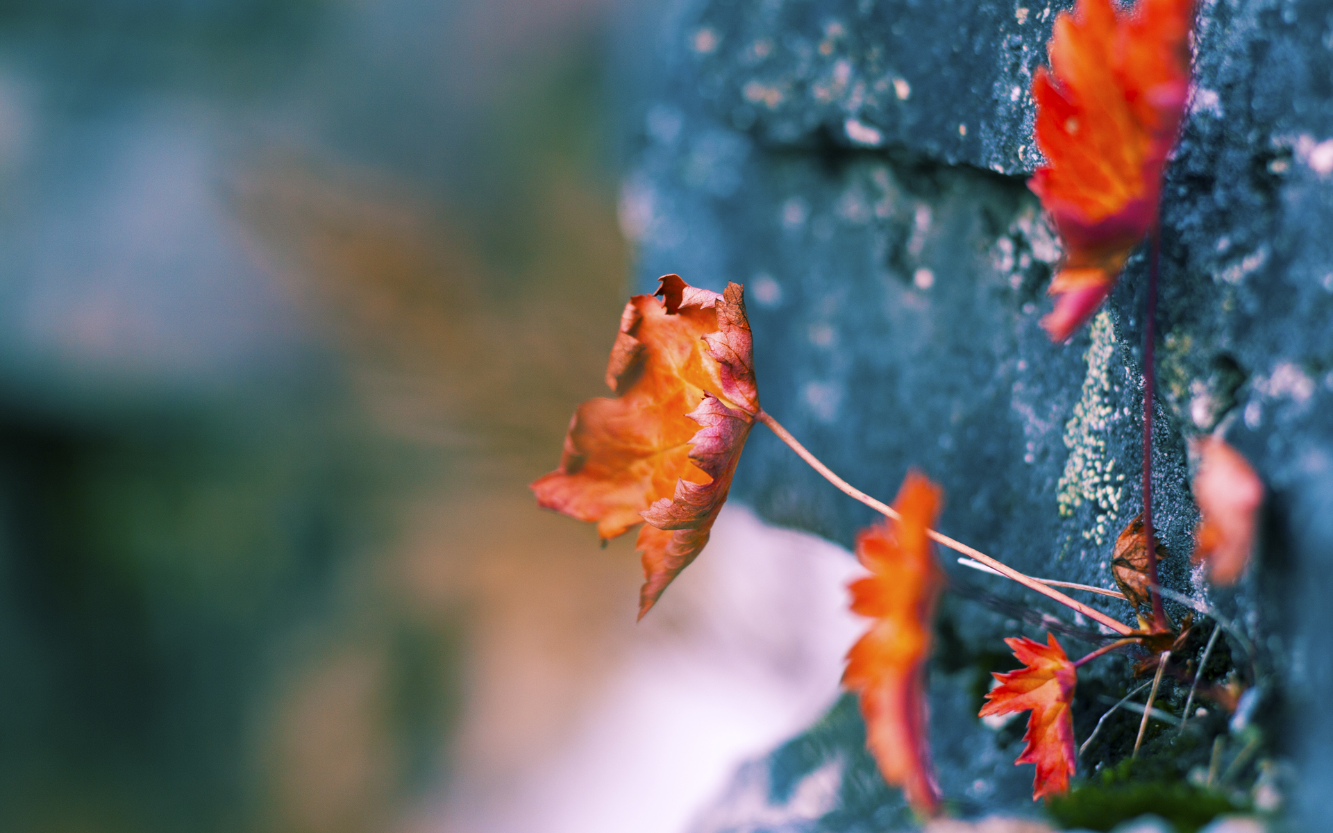 巴黎街巷中的双重奏,当梅西的爆发遇见塞内加尔节奏