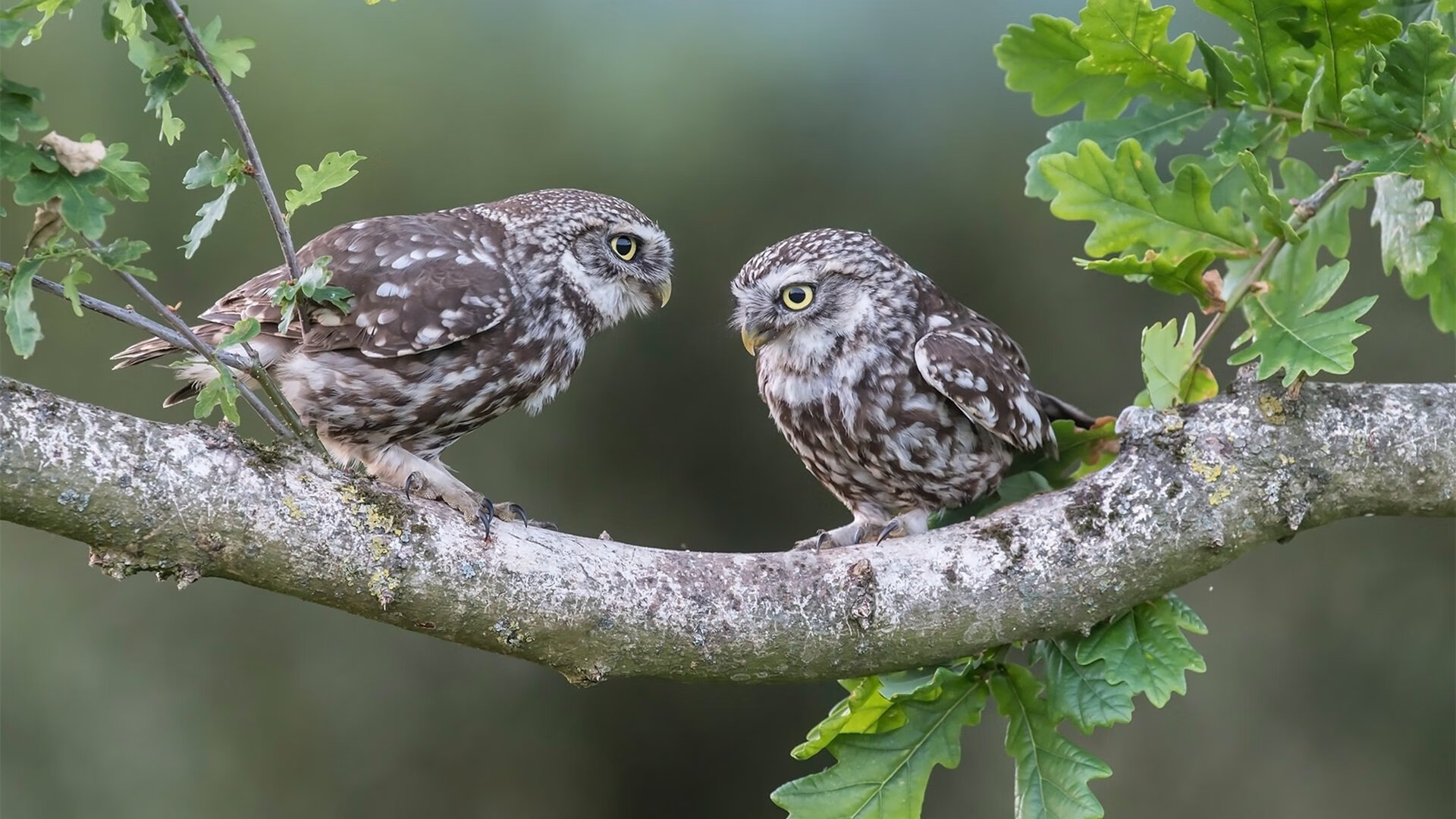 东决关键战之夜，圣城蛛网，文班亚马如何用防守织就特洛伊木马