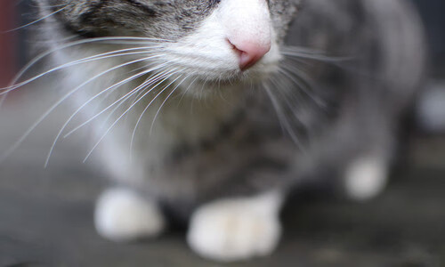 若在意甲？已为巴西！维尼修斯在挪威的寒夜上演热带风暴