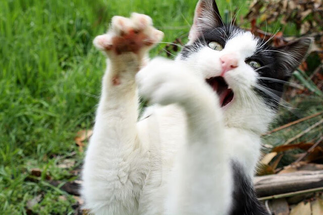 赛道即战场，达拉斯狂徒在绿茵遗迹上的极限超车